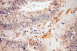 RBPMS Antibody in Immunohistochemistry (Paraffin) (IHC (P))