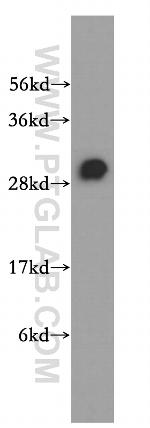 RBPMS Antibody in Western Blot (WB)