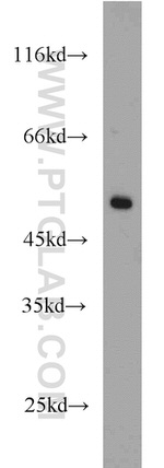 MRPL37 Antibody in Western Blot (WB)