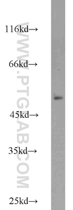 MRPL37 Antibody in Western Blot (WB)