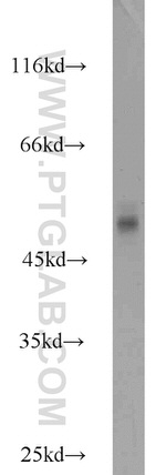 MRPL37 Antibody in Western Blot (WB)