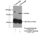 COL4A3BP Antibody in Immunoprecipitation (IP)
