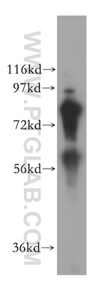 COL4A3BP Antibody in Western Blot (WB)