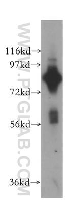 COL4A3BP Antibody in Western Blot (WB)
