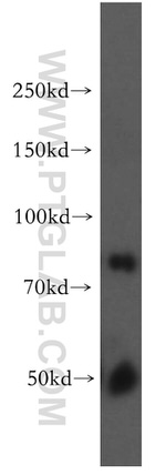 COL4A3BP Antibody in Western Blot (WB)