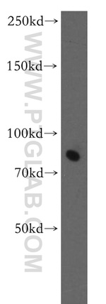 COL4A3BP Antibody in Western Blot (WB)