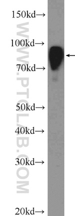 COL4A3BP Antibody in Western Blot (WB)