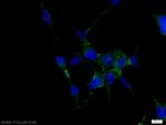 ATP1B1 Antibody in Immunocytochemistry (ICC/IF)