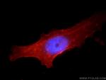 CD98 Antibody in Immunocytochemistry (ICC/IF)