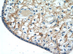 CD98 Antibody in Immunohistochemistry (Paraffin) (IHC (P))