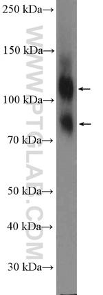 CD98 Antibody in Western Blot (WB)