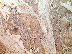 RPS3 Antibody in Immunohistochemistry (Paraffin) (IHC (P))