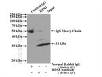 RPS3 Antibody in Immunoprecipitation (IP)