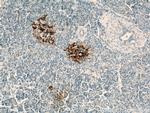 TMP21 Antibody in Immunohistochemistry (Paraffin) (IHC (P))