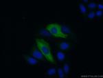 IFIT3 Antibody in Immunocytochemistry (ICC/IF)