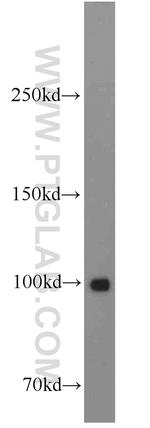 KAP1 Antibody in Western Blot (WB)