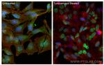 CHOP Antibody in Immunocytochemistry (ICC/IF)