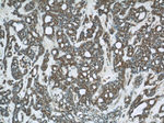 CHOP Antibody in Immunohistochemistry (Paraffin) (IHC (P))