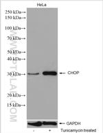 CHOP Antibody in Western Blot (WB)