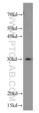 CHOP Antibody in Western Blot (WB)