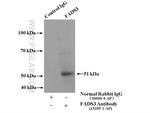 FADS3 Antibody in Immunoprecipitation (IP)