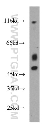 FADS3 Antibody in Western Blot (WB)