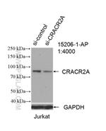 CRACR2A Antibody in Western Blot (WB)