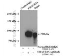 CRACR2A Antibody in Immunoprecipitation (IP)