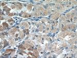 CHAC1 Antibody in Immunohistochemistry (Paraffin) (IHC (P))