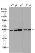 CHAC1 Antibody in Western Blot (WB)