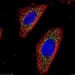 OGDH Antibody in Immunocytochemistry (ICC/IF)