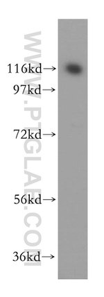 OGDH Antibody in Western Blot (WB)