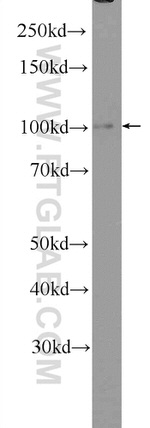 OGDH Antibody in Western Blot (WB)