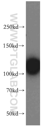 OGDH Antibody in Western Blot (WB)