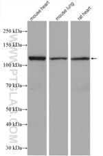 OGDH Antibody in Western Blot (WB)