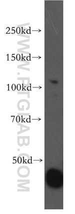 OGDH Antibody in Western Blot (WB)