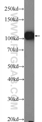 OGDH Antibody in Western Blot (WB)