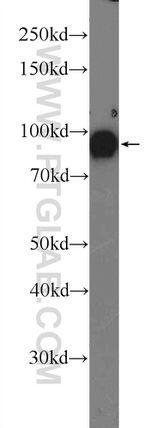 OGDH Antibody in Western Blot (WB)