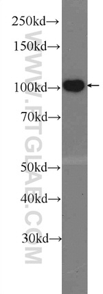 OGDH Antibody in Western Blot (WB)