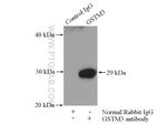 GSTM3 Antibody in Immunoprecipitation (IP)