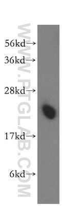 PTGES3 Antibody in Western Blot (WB)