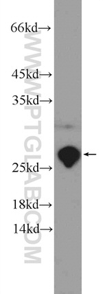 PTGES3 Antibody in Western Blot (WB)