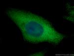 PTGES3 Antibody in Immunocytochemistry (ICC/IF)