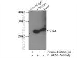 PTGES3 Antibody in Immunoprecipitation (IP)