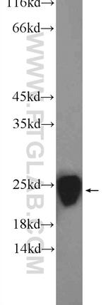 PTGES3 Antibody in Western Blot (WB)