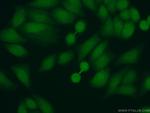 PSMA7 Antibody in Immunocytochemistry (ICC/IF)