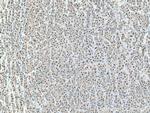 PSMA7 Antibody in Immunohistochemistry (Paraffin) (IHC (P))