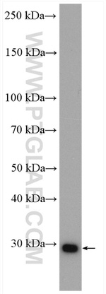 PSMA7 Antibody in Western Blot (WB)