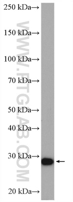 PSMA7 Antibody in Western Blot (WB)