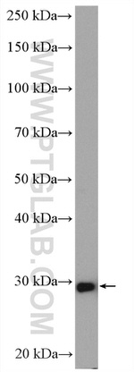 PSMA7 Antibody in Western Blot (WB)